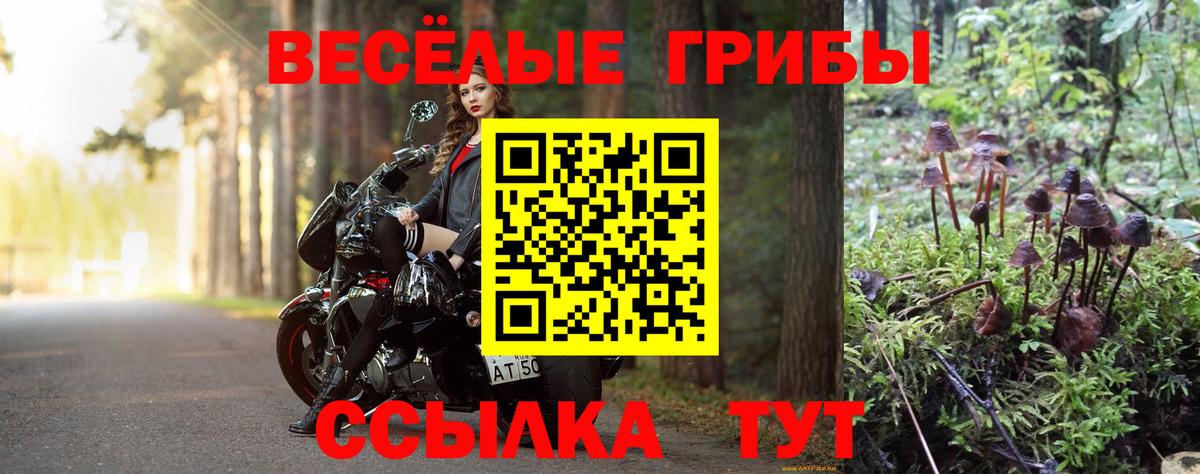 Псилоцибиновые грибы GOLDEN TEACHER  сколько стоит  Новоалтайск  Вход с VPN 